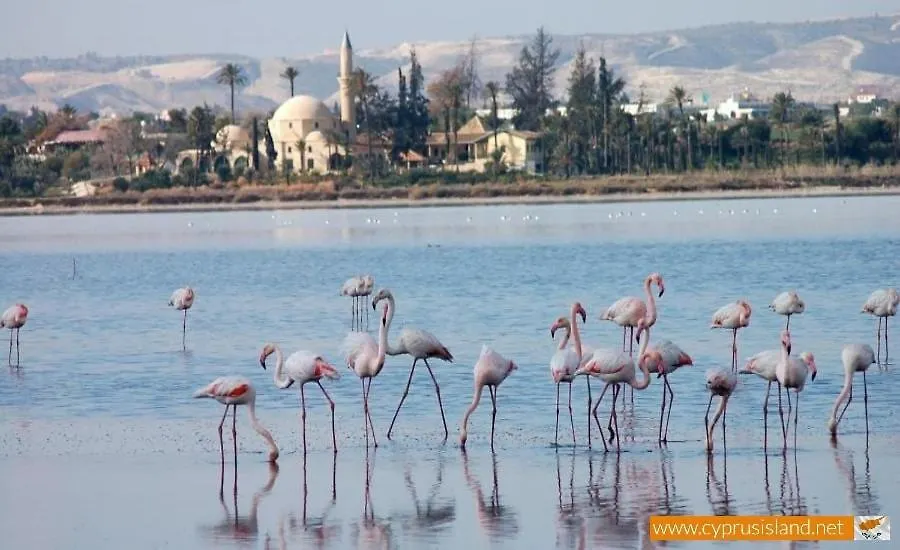 Mackenzie By The Sea Apartment Larnaca Cyprus